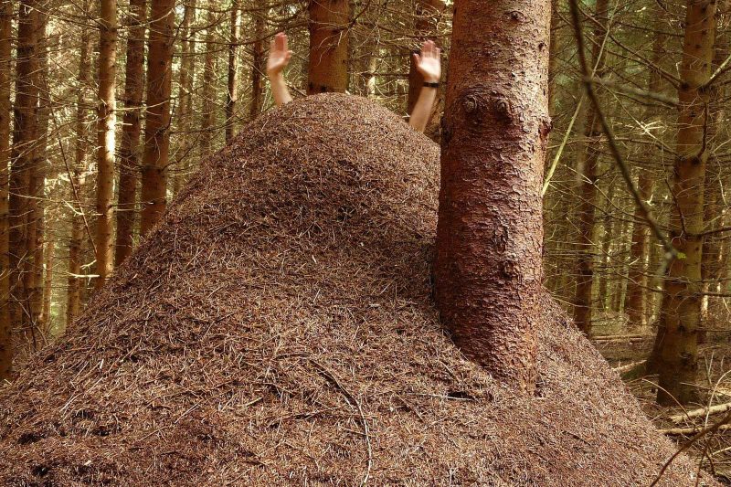 Ein Hügel von Ameisen im Wald